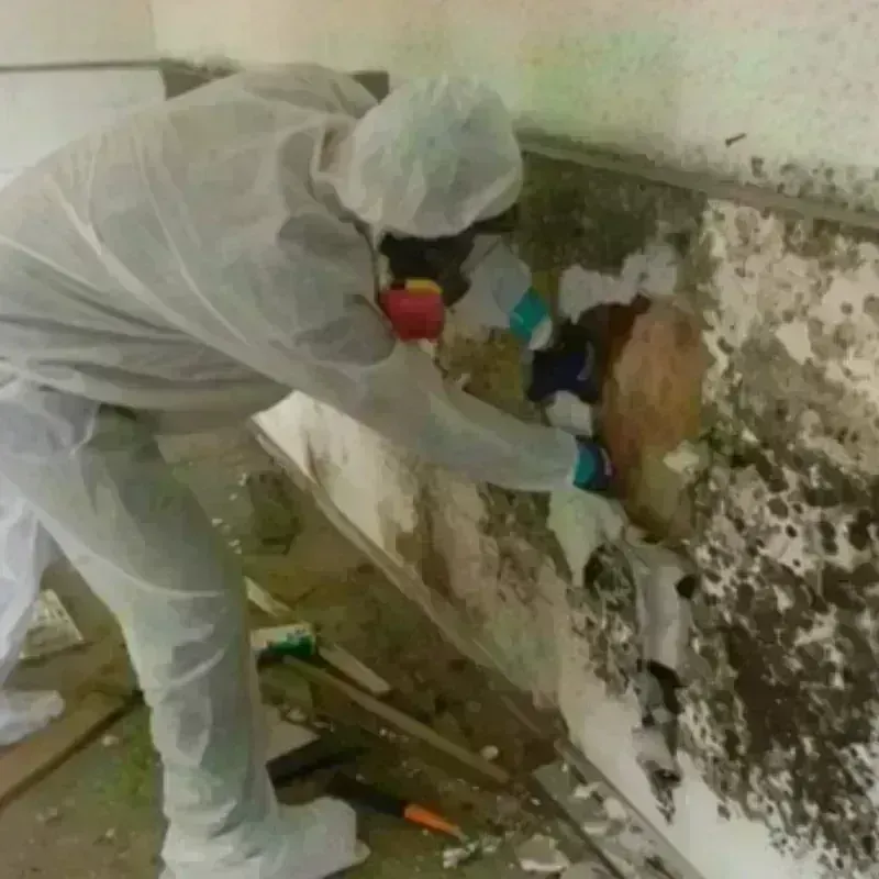 Mold Remediation and Removal in Myerstown, PA